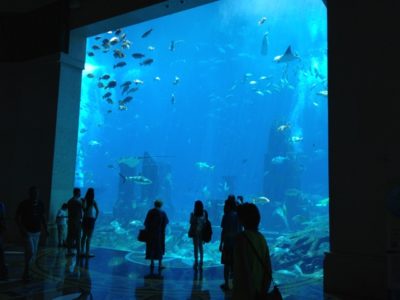 Riesiges Aquarium in der Dubai Mall