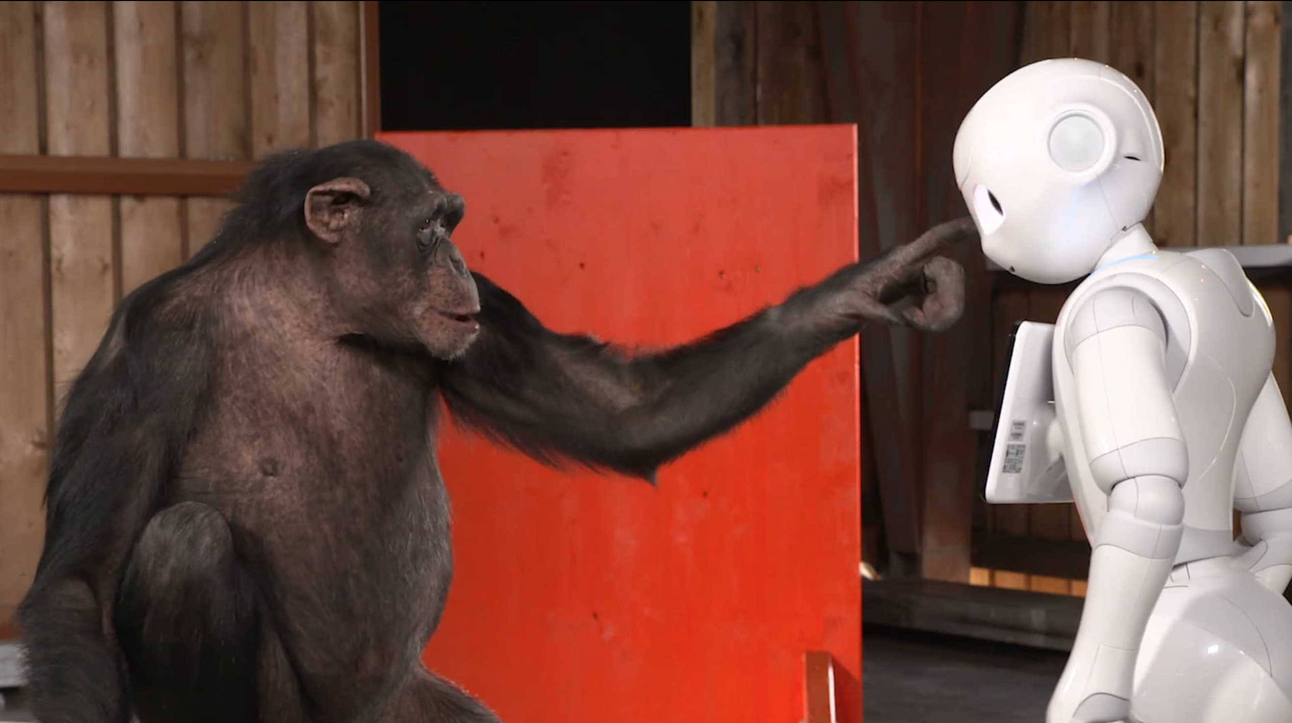 Schimpansen vs. Roboter mit Simon Pierro